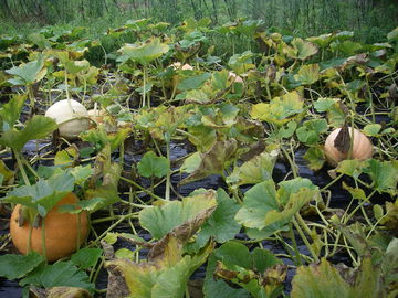 かぼちゃにっき11 ６ 収穫 ラブリーホールブログ
